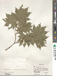 Acer japonicum image