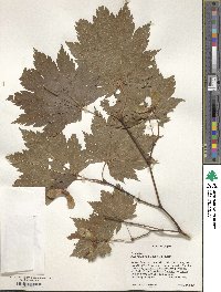 Acer japonicum image