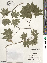 Acer japonicum image