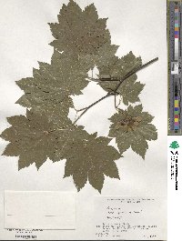 Acer japonicum image