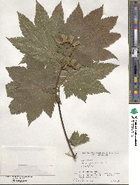 Acer japonicum image