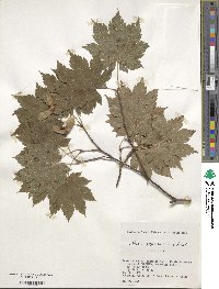 Acer japonicum image