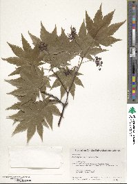 Acer japonicum image