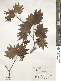 Acer japonicum image