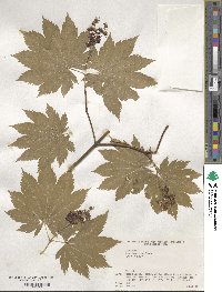 Acer japonicum image