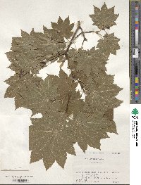 Acer japonicum image