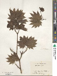 Acer japonicum image