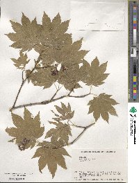 Acer japonicum image