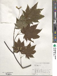 Acer japonicum image