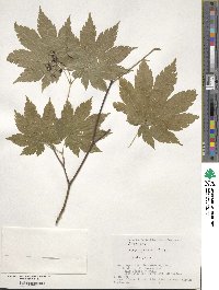 Acer japonicum image