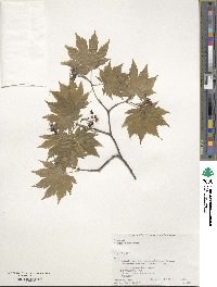 Acer japonicum image