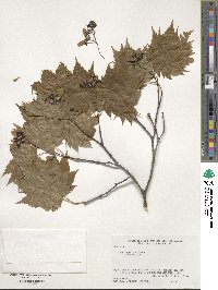 Acer japonicum image