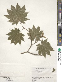 Acer japonicum image