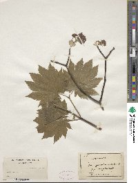 Acer japonicum image