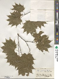 Acer japonicum image