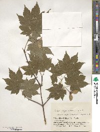 Acer japonicum image