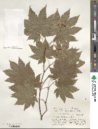 Acer japonicum image