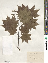 Acer japonicum image