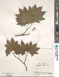 Acer japonicum image