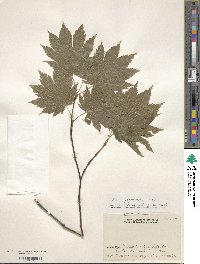 Acer japonicum image