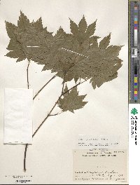 Acer japonicum image