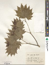 Acer japonicum image