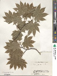 Acer japonicum image