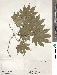 Acer japonicum image