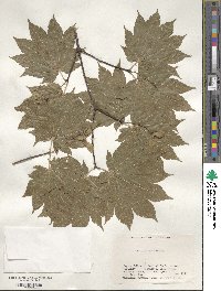 Acer japonicum image