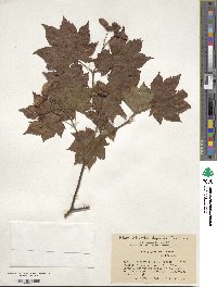 Acer japonicum image