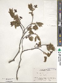 Acer japonicum image