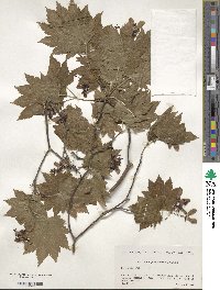 Acer japonicum image