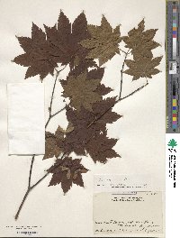 Acer japonicum image