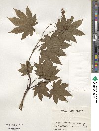 Acer japonicum image