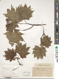 Acer japonicum image