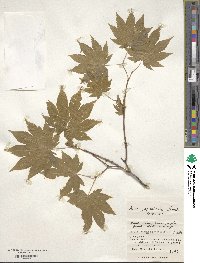 Acer japonicum image