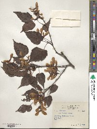 Acer caudatifolium image