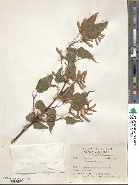 Acer caudatifolium image