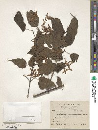 Acer caudatifolium image