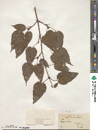 Acer laxiflorum image