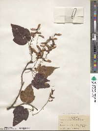 Acer laxiflorum image