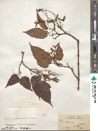 Acer laxiflorum image