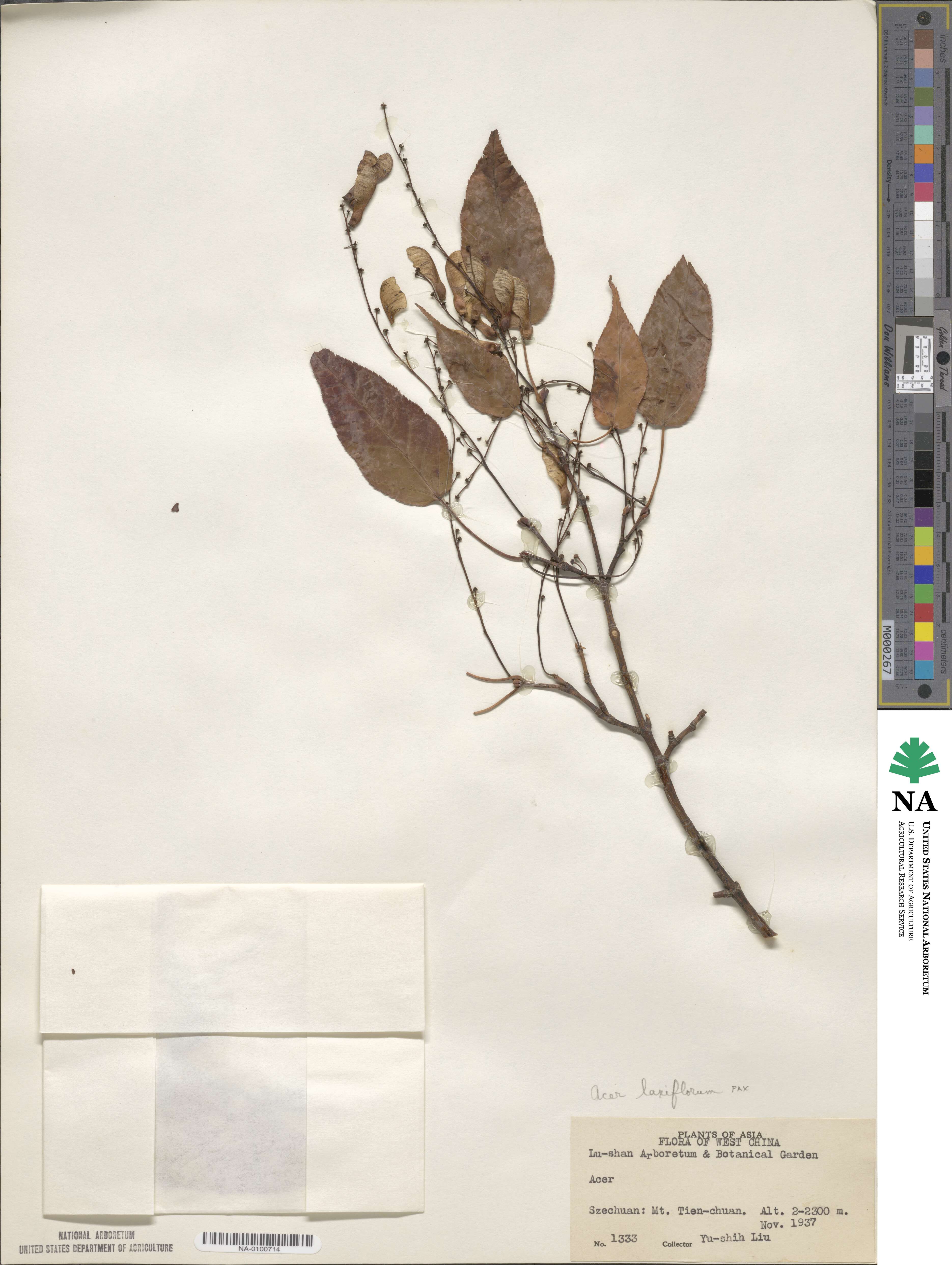 Acer laxiflorum image