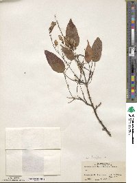 Acer laxiflorum image