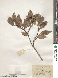 Acer lucidum image