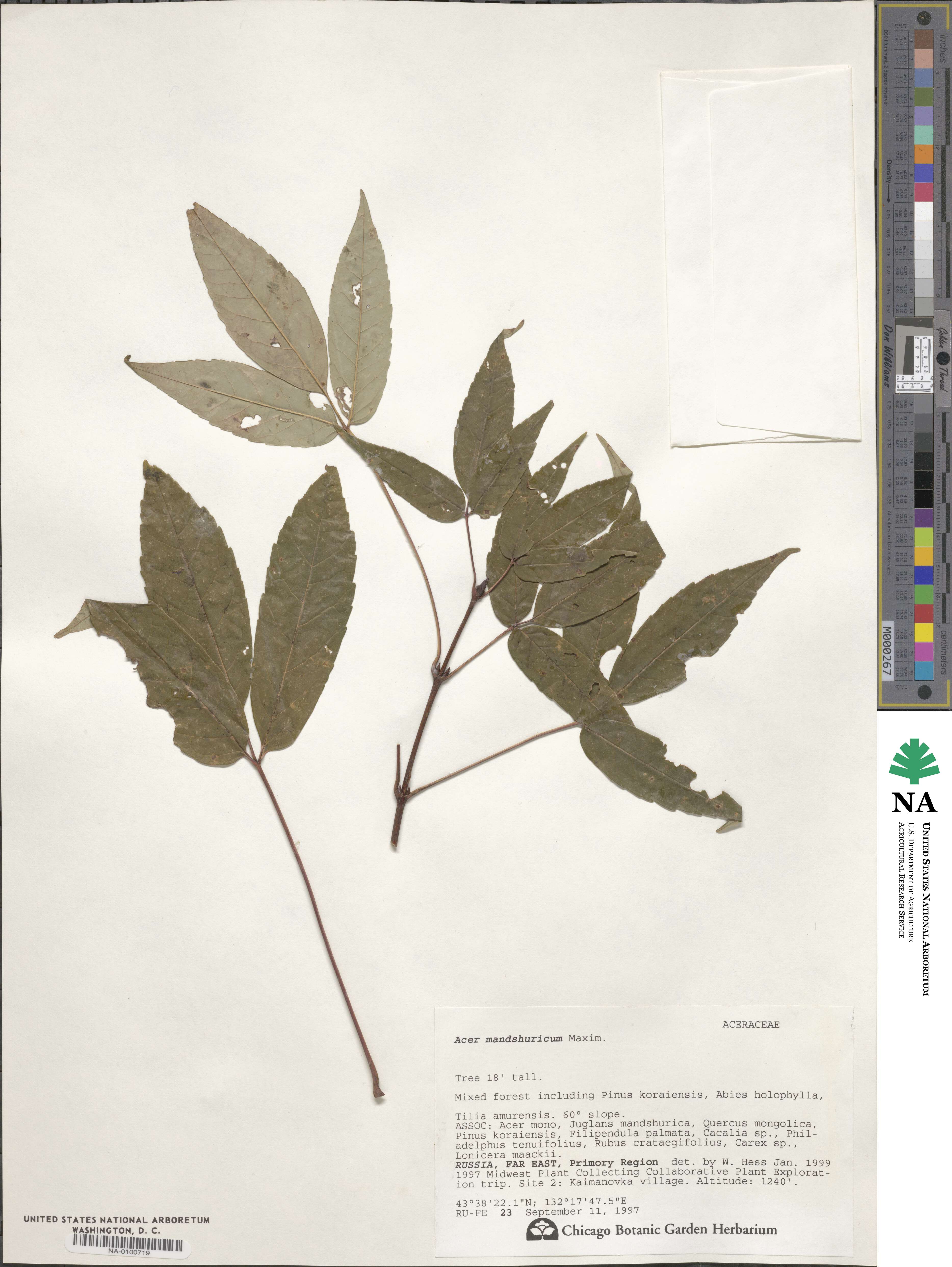 Acer mandshuricum image