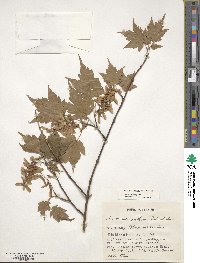 Acer micranthum image