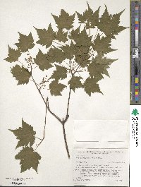 Acer micranthum image