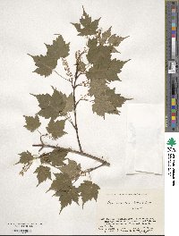 Acer micranthum image