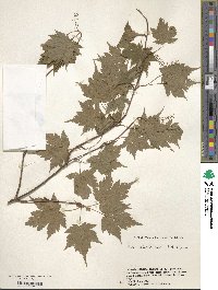 Acer micranthum image